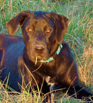 Gracie05-3.jpg